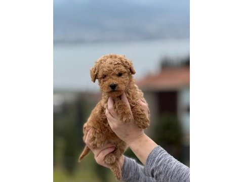 Toy poodle yavrumuz yeni ailesine hazır