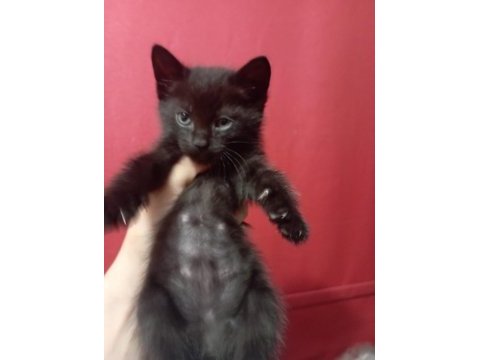 British shorthair 2 aylık