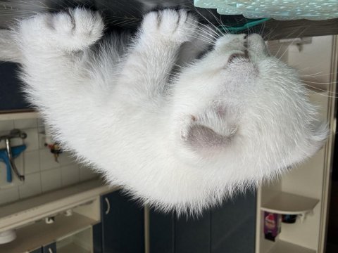 Mavi boncuk british shorthair