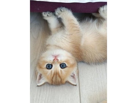 Muhteşem golden british shorthair yavrular