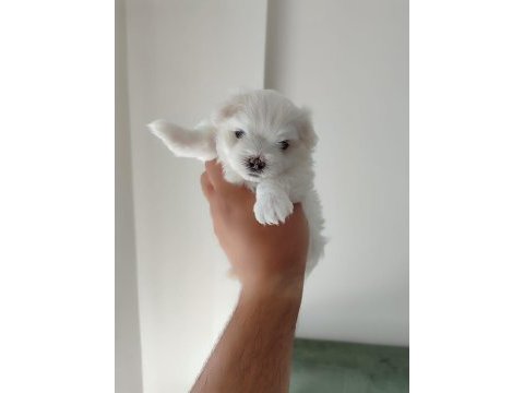 Orjinal kore maltese bebeklerimiz