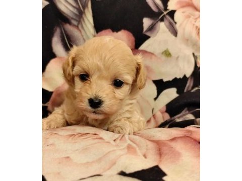 Maltipoo  yavrularımız 