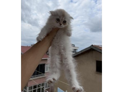 Üst sınıf scottish fold longhair erkek yavru