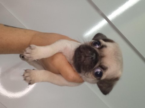Dişi erkek pug bebekler