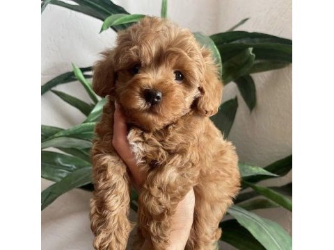 Bu fiyata son toy poodle