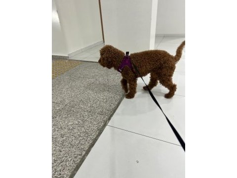 14 aylık sevimli bir deli oğlan poodle