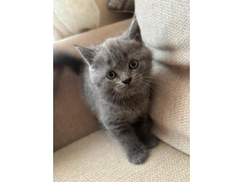 British shorthair sevımlı cocuklar gri senı beklıyo
