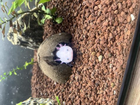 2 adet albino axalot 18-20 cm