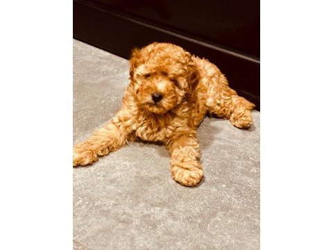 Safkan toy boyut poodle yavrumuz