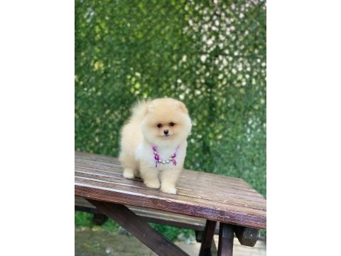 Pomeranian boo yavrularımız