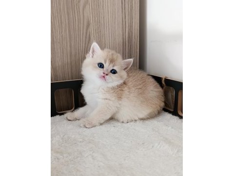Çok yakışıklı bir erkek kedimiz