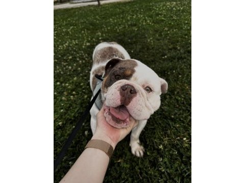English bulldog egzotik tri merle