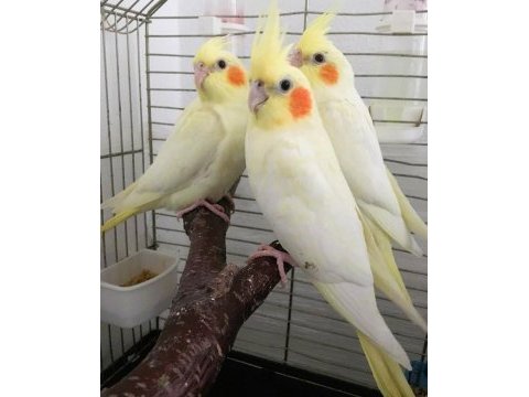 Yavru sultan papaganı bebek uygun erkek