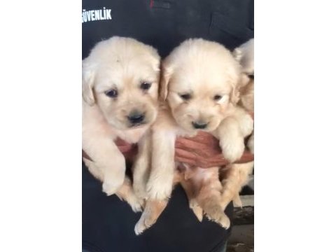 Golden retriever köpeği yavrular