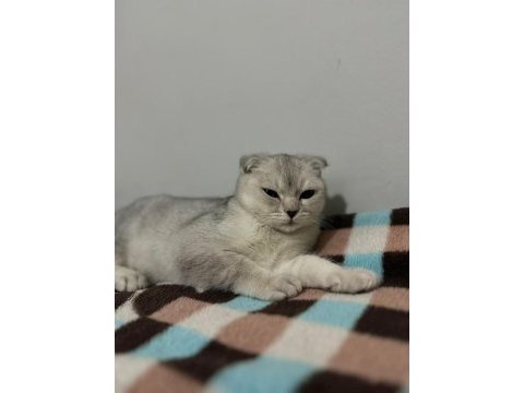 Scottish fold oğluma yuva arıyoruz