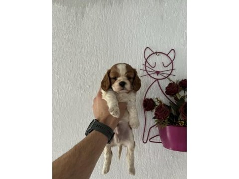 Cavalier king charles bebeklerimiz
