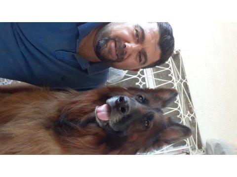 Aslan yeleli a secereli düşük belli kızıl maskeli alman