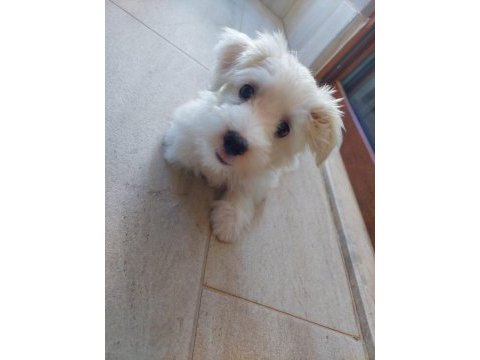 3,5 aylık erkek maltipoo