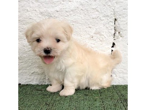 0 beden terrier köpeği yavruları