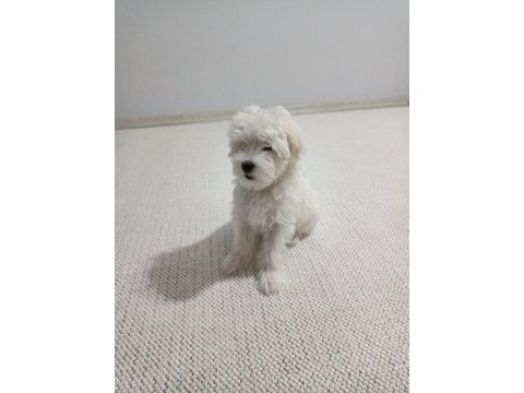 Maltese - malta terrier 3 aylık