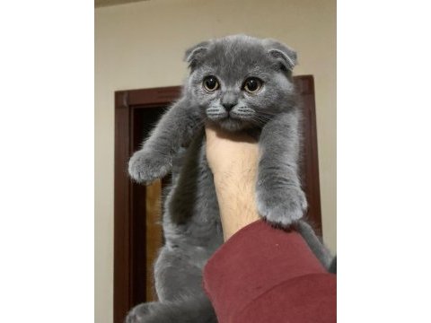 4 aylık gri scottish fold dişi a kalite yavru