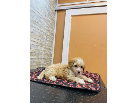 Maltipoo bebek köpekler teslime hazır
