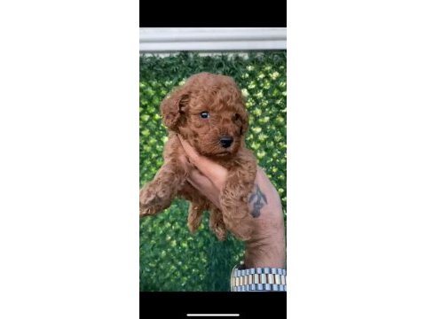 Kore erkek toy poodle yavru köpeğimiz