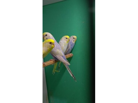 Rainbow muhabbet kuşu yavruları