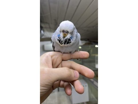 Show jumbo yavrular üst vasıf muhabbet kuşu