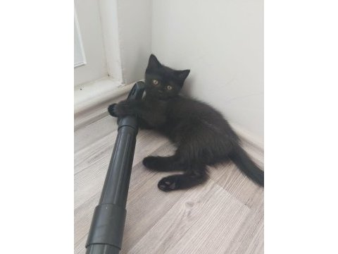 Tam 2 aylık scottish straight dişi kediler