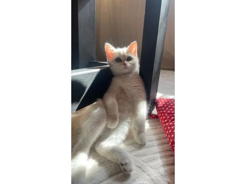 Scottish straight shorthair secereli