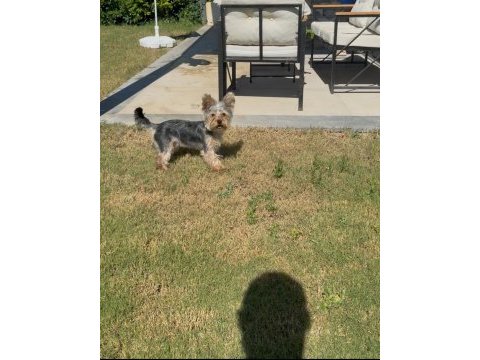 Saf terrier köpeğimiz