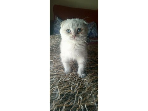 Safkan ırk garantili scottish fold yavrular