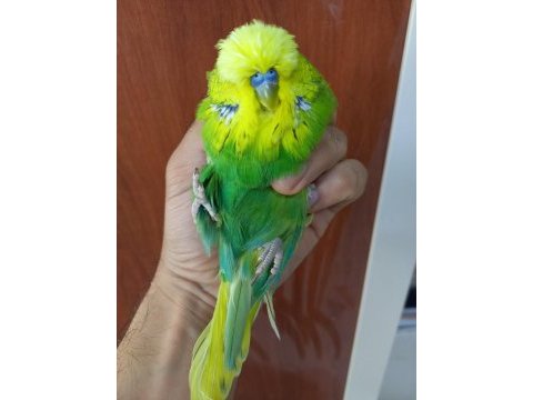 Show jumbo muhabbet kuşu