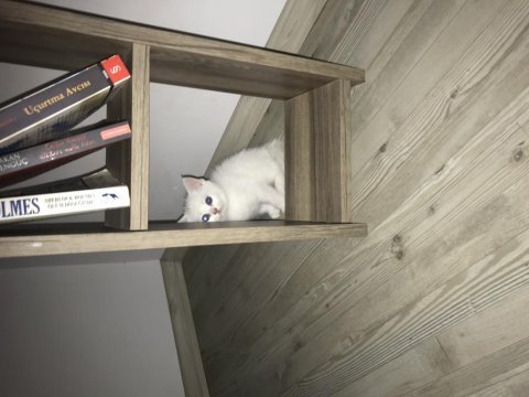 British shorthair 9 mayıs doğumlu