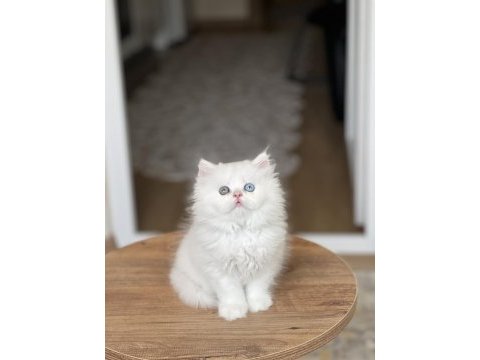 Güzellik abidesi british longhair renkli göz yavru
