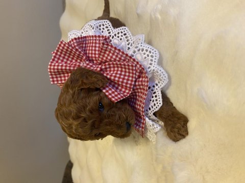 Minik kurabiyeler kore baba - kore kan anne poodle yavruları