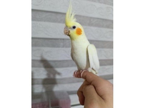 Sultan papağanı yavru 5 aylık
