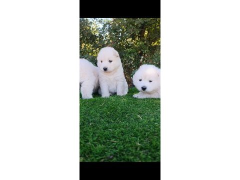 Pamuk samoyed bebekler