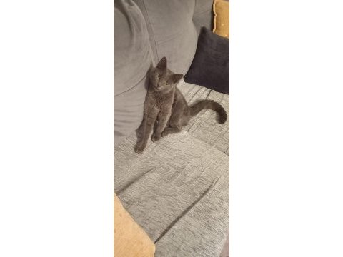 Sevgi pıtırcığı kedimiz 5 aylık