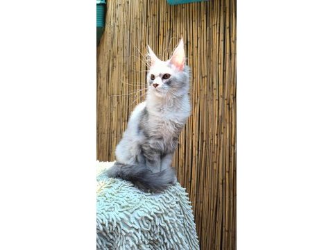 Lo şecereli maine coon kediler