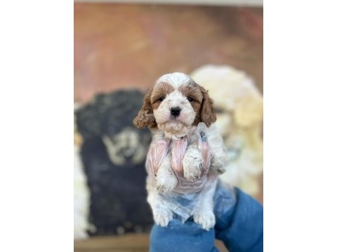 A kalite sevimli ve oyuncu maltipoo yavrum