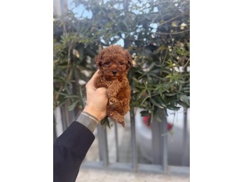 Red brown kore poodle yavrularımız