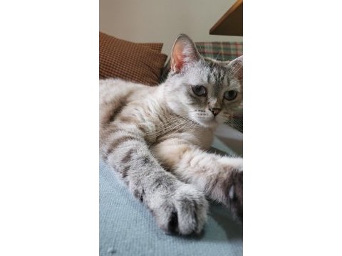 British shorthair bayram şekeri