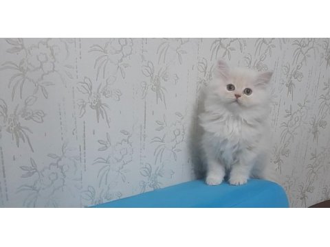 Dünya tatlısı safkan chinchilla yavru