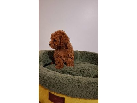 Toy poodle bebekler yeni yuvalarını arıyorlar