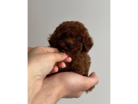 Minik toy poodle bebek