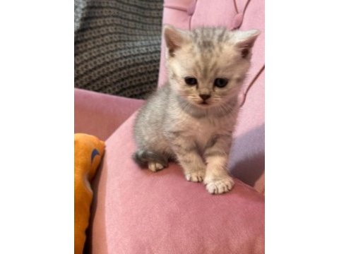British shorthair bebeğimiz