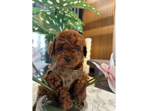 Baby face poodle bebekler