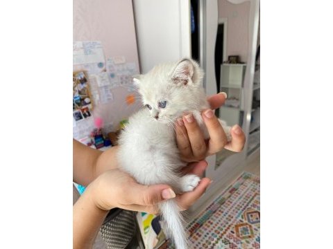 Blue scottish fold yavrular